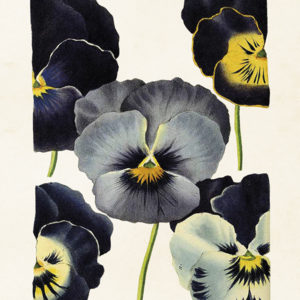 Poster - 18x24 cm / Penséer
